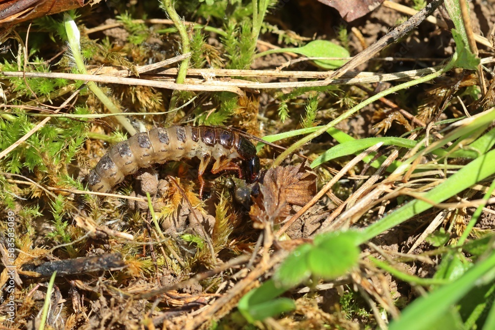 Larve eines Schwarzen Moderkäfers (Ocypus olens) mit Beute Larve eines Schwarzen Moderkäfers (Ocypus olens) mit Beute
