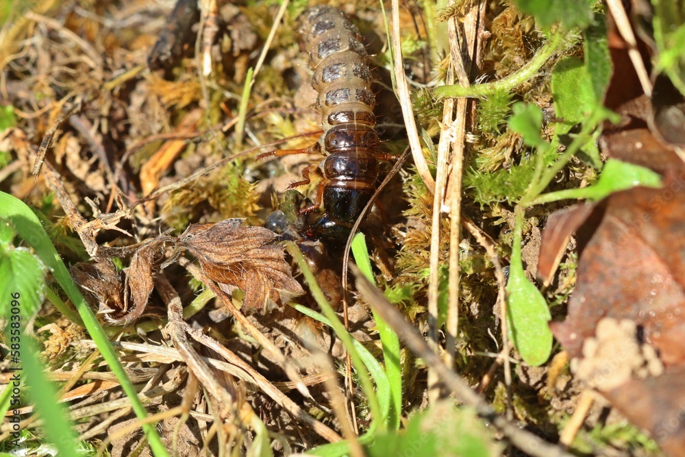 Larve eines Schwarzen Moderkäfers (Ocypus olens) mit Beute Larve eines Schwarzen Moderkäfers (Ocypus olens) mit Beute
