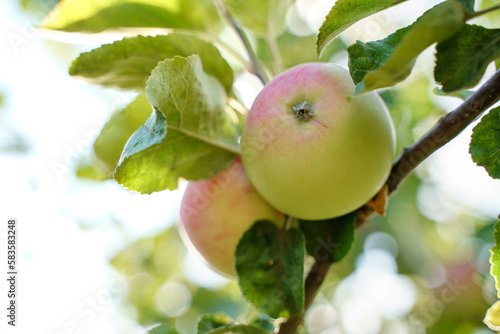 Apples ripen on a tree in the garden in summer