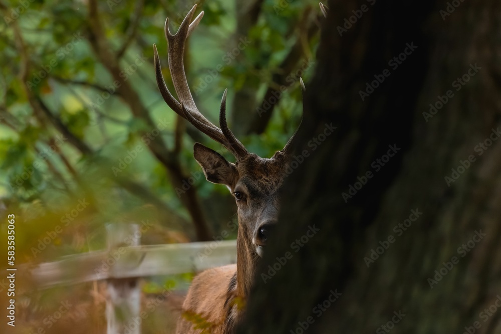 Fototapeta premium Red deer with large antlers hiding behind a tree in a park