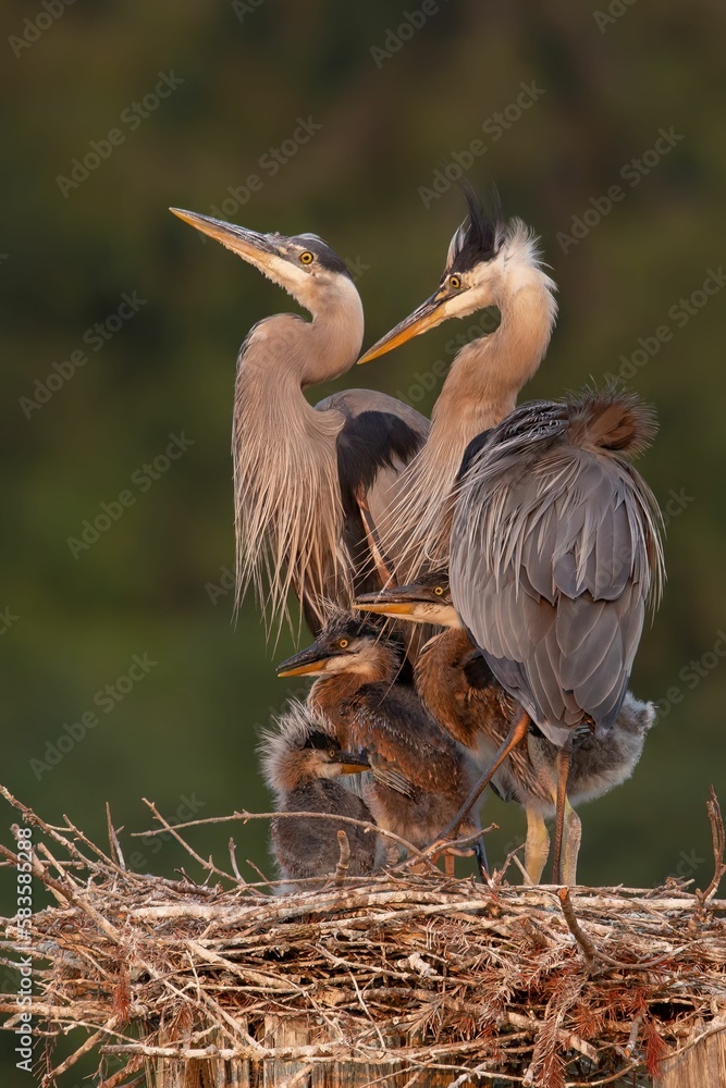 Vertical shot of great blue heron family perching in the nest