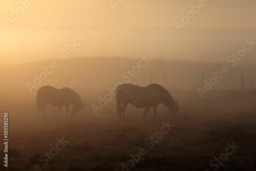 Scenic view of two horses grazing grass on a field at sunset in foggy weather