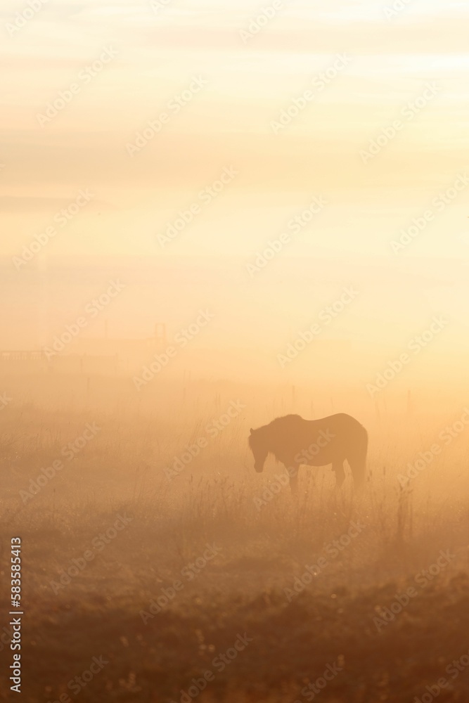 Vertical shot of a horse grazing grass on a field at sunset in foggy weather in Iceland