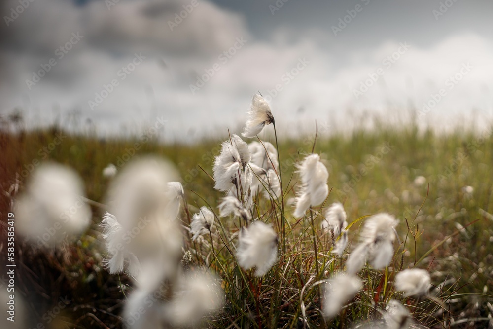 Field with common cotton grass against a cloudy sky Field with common cotton grass against a cloudy sky
