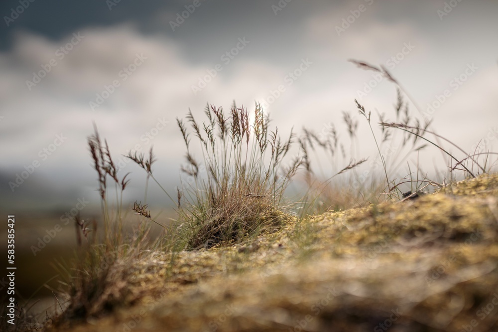 Field with grain grass against a cloudy sky