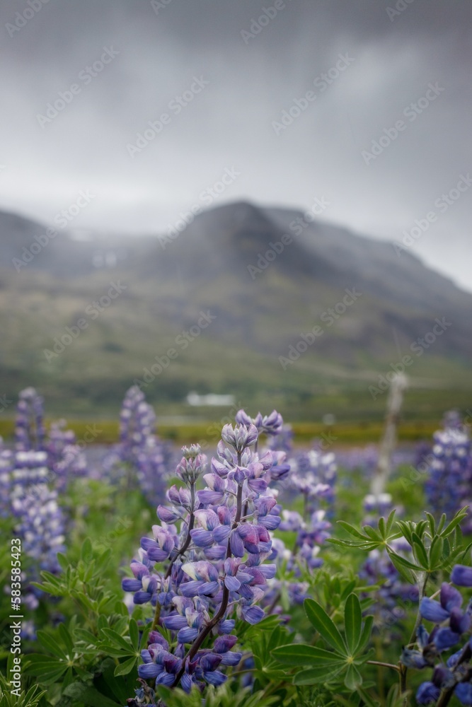 Obraz premium Vertical shot of a field with purple large-leaved lupine flowers on a cloudy day