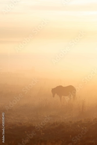 Vertical shot of a horse grazing grass on a field at sunset in foggy weather in Iceland