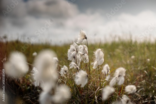 Fototapeta Naklejka Na Ścianę i Meble -  Field with common cotton grass against a cloudy sky