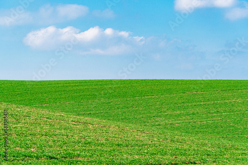 The Agricultural field with green wheat. Minimalist landscape. Beauty of earth