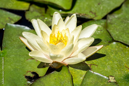 Yellow water lily in the pond