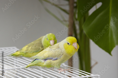A pair of forepus parrots are sitting on a cage while walking around the room. Pets.