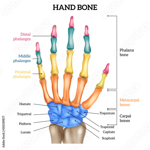 Realistic Hand Anatomy photo