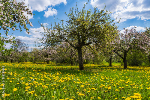 Blossoming cherry trees in the middle of a meadow with yellow blooming dandelions near Wannbach/Germany in Franconian Switzerland