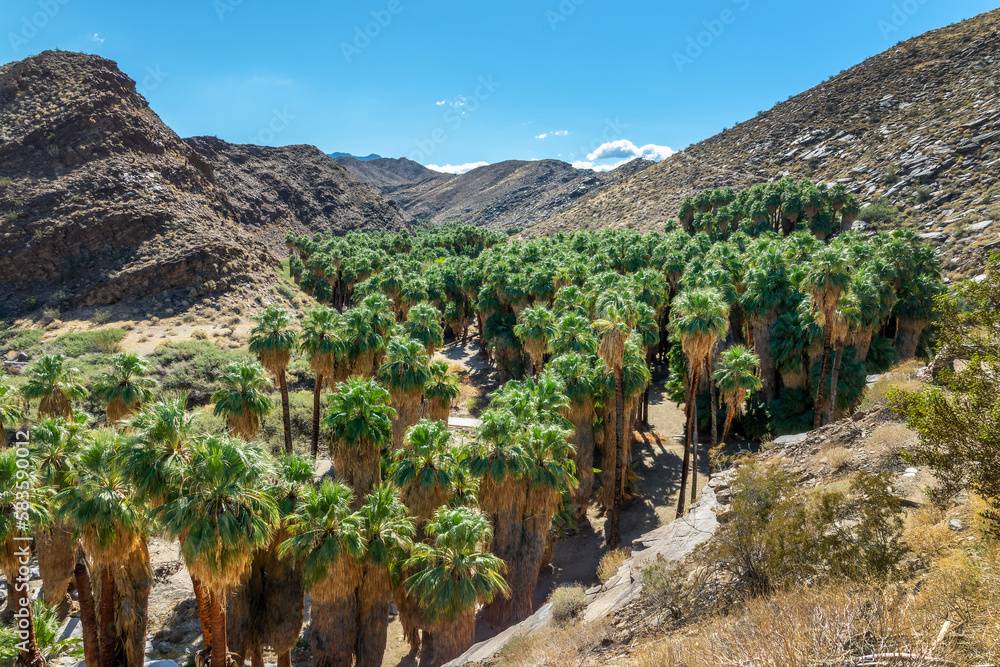 Washingtonia filiferas, native California palm trees in Indian Canyons, Palm Springs