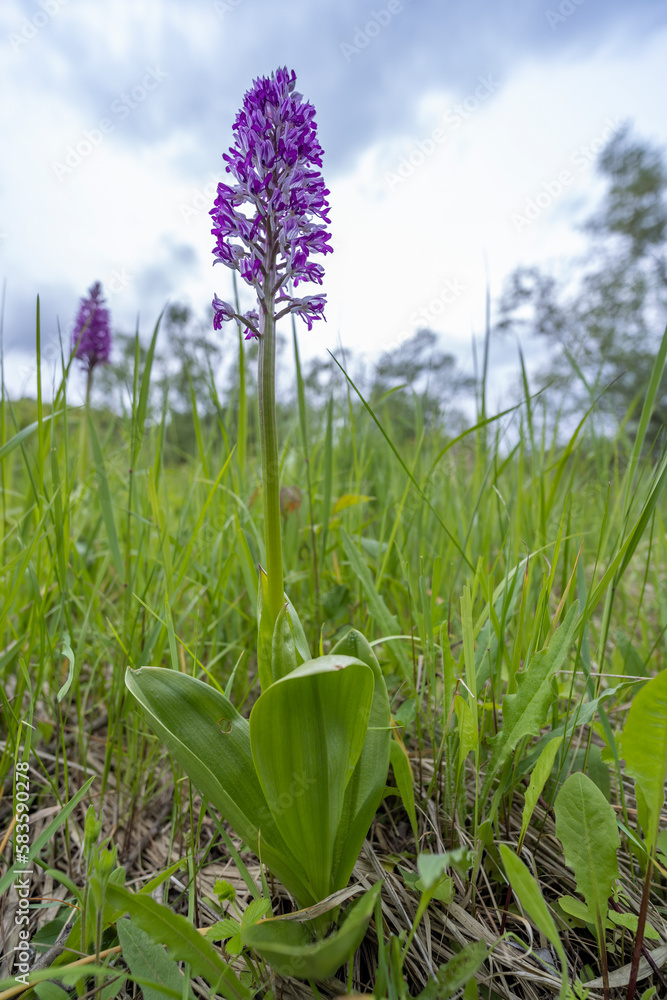 Fototapeta premium wild orchid in White Carpathian Mountains, Czech Republic