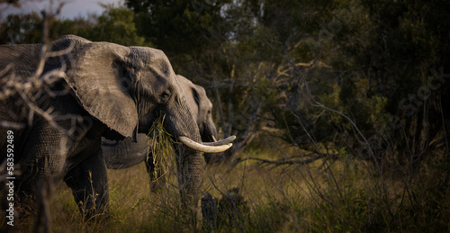 Quadro su tela Close up image of an African Elephant in the greater Kruger area in Mpumalanga i