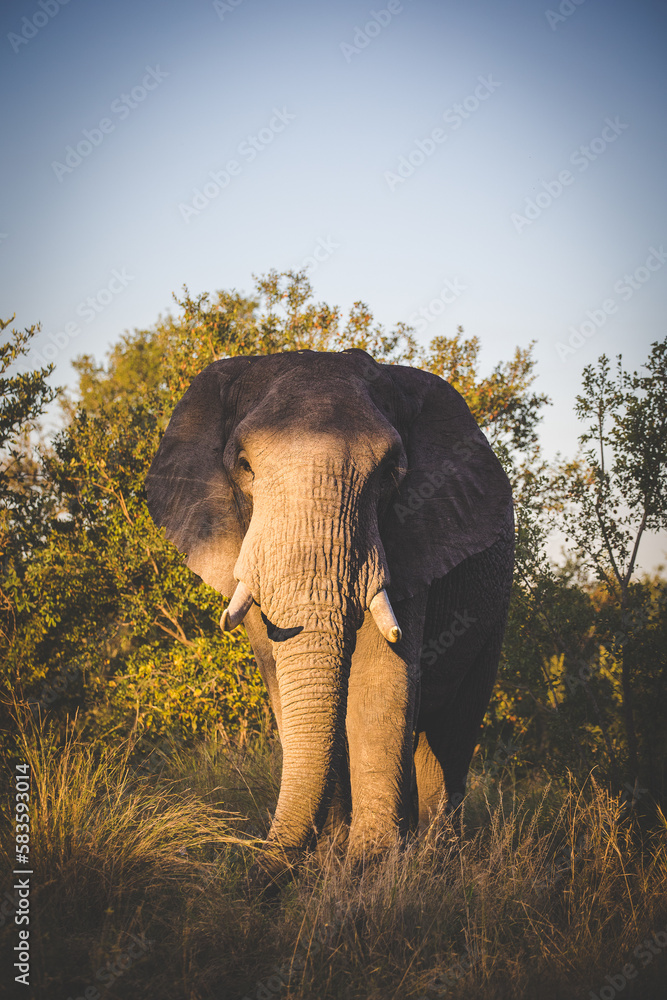 Obraz premium Close up image of an African Elephant in the greater Kruger area in Mpumalanga in South Africa