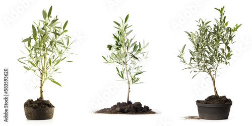 Isolated young olive tree on white backgrund. Generative AI