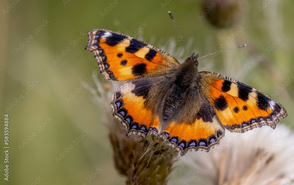 Closeup shot of a small tortoiseshell (Aglais urticae) butterfly Closeup shot of a small tortoiseshell (Aglais urticae) butterfly