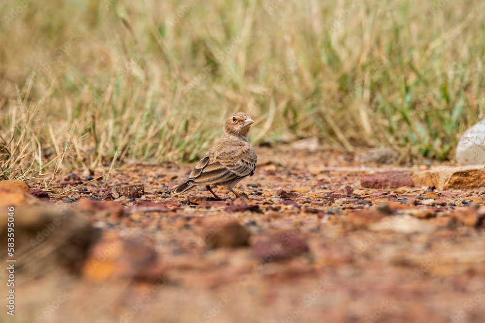 An Ashy-crowned Sparrow Lark feeding on grains on the ground near a temple on the outskirts of Bhuj, Gujarat known as Greater Rann of Kutch An Ashy-crowned Sparrow Lark feeding on grains on the ground near a temple on the outskirts of Bhuj, Gujarat known as Greater Rann of Kutch