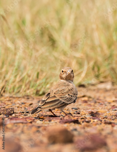 An Ashy-crowned Sparrow Lark feeding on grains on the ground near a temple on the outskirts of Bhuj, Gujarat known as Greater Rann of Kutch photo