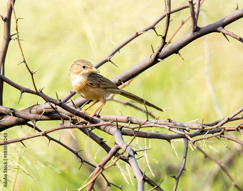 A common babbler perched on thorny branch on the outskirts of Bhuj in an area known as Greater ran of Kutch A common babbler perched on thorny branch on the outskirts of Bhuj in an area known as Greater ran of Kutch