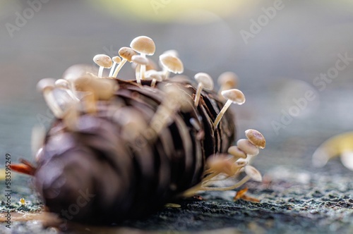 Macro shot of the Baeospora myosura mushrooms grown up on the acorn on a blurry background
