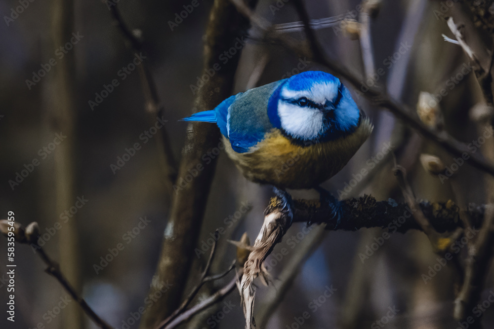 Shallow focus of an adorable blue tit bird on a tree branch Shallow focus of an adorable blue tit bird on a tree branch