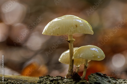 Macro shot of the white, wet Oudemansiella mucida mushroom on the ground with a blurry background