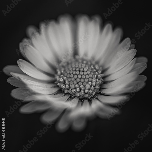 Grayscale macro of a daisy flower against black background