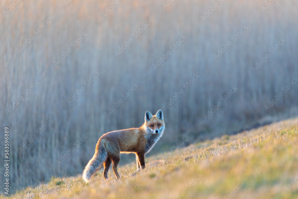 Naklejka premium Fuchs am Deich.