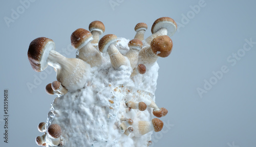 Mycelium block of psychedelic psilocybin mushrooms Thai with fruits. Micro growing of psilocybe cubensis on grey background. Macro view; close-up. Micro