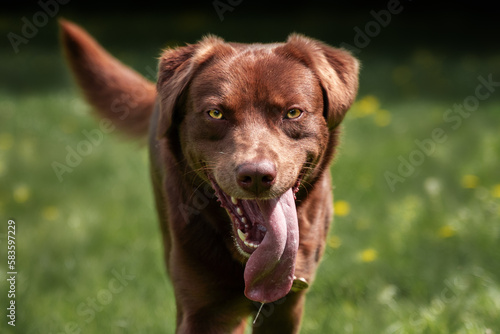 Closeup shot of a dark brown Labrador retriever looking straight into the camera