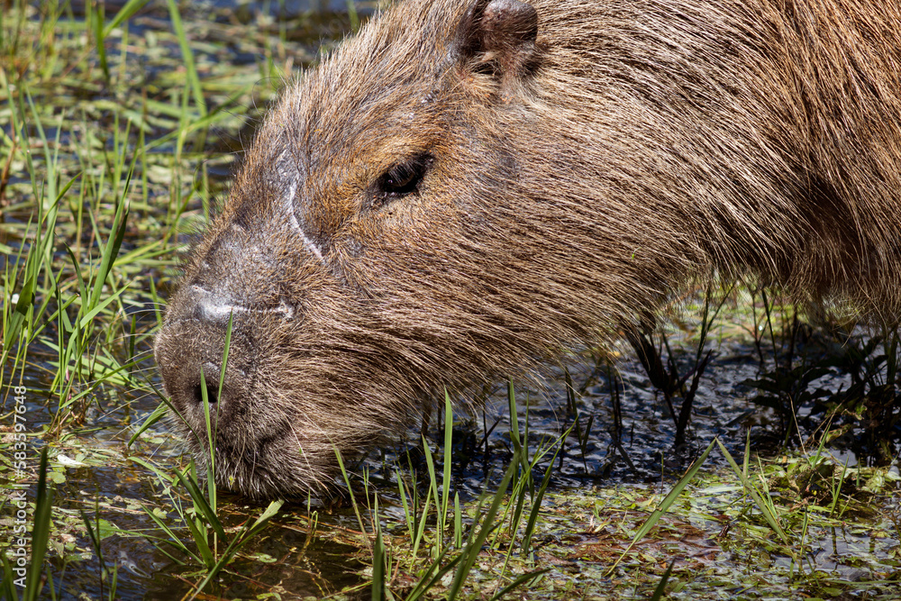 Photograph of a capybara walking through the Campos do Jordão park, São Paulo, Brazil. Photograph of a capybara walking through the Campos do Jordão park, São Paulo, Brazil.
