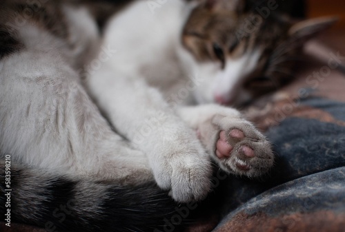 Sleeping cat, curled up between its paws