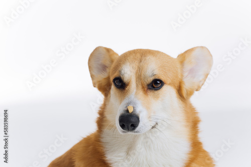 Adorable cute Welsh Corgi Pembroke sitting with a piece of dog dry food formula on its nose on white background. Most popular breed of Dog