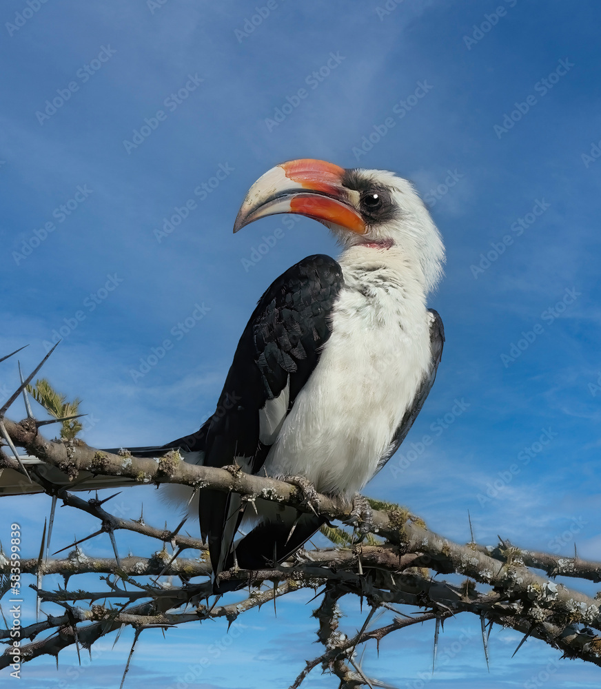 Hornbill in Kenya