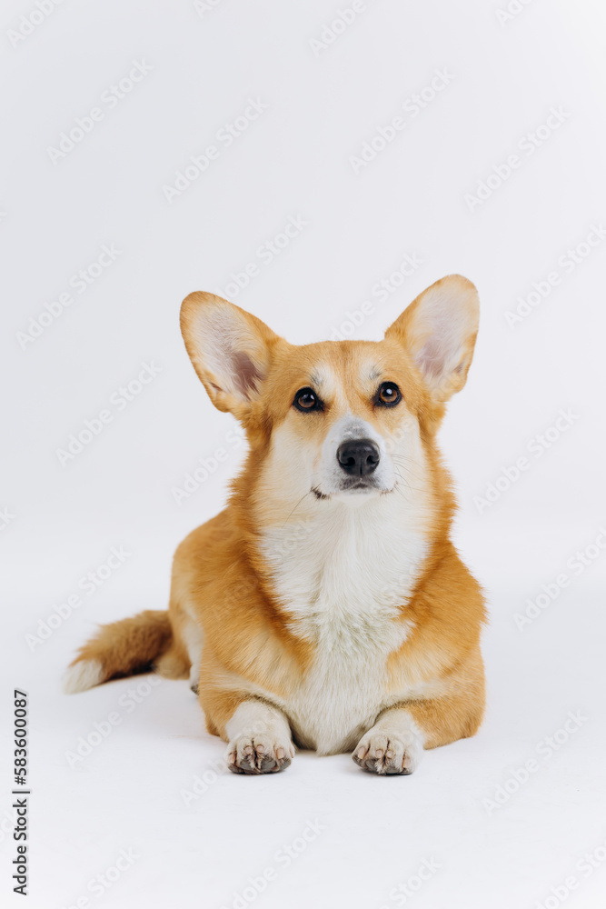 Adorable cute Welsh Corgi Pembroke lying on white background and looking at camera. Most popular breed of Dog