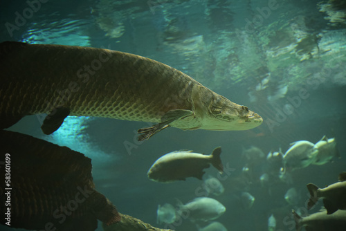 Fish under water. Arapaima fish - Pirarucu Arapaima gigas one largest freshwater fish. Fish in the aquarium behind glass.