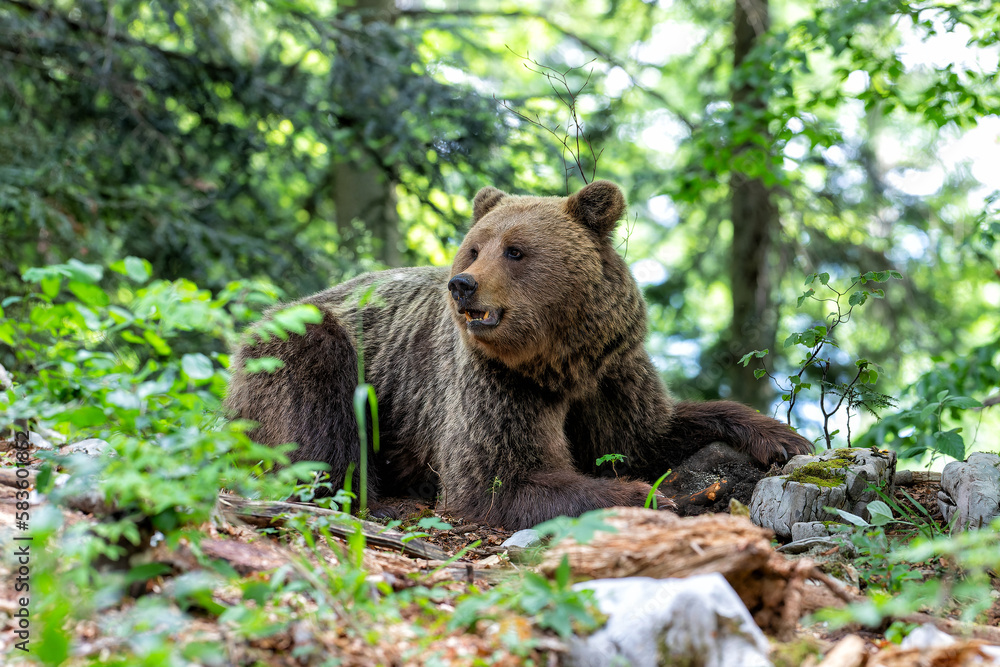 Naklejka premium Brown bear - close encounter with a wild brown bear eating in the forest and mountains of the Notranjska region in Slovenia
