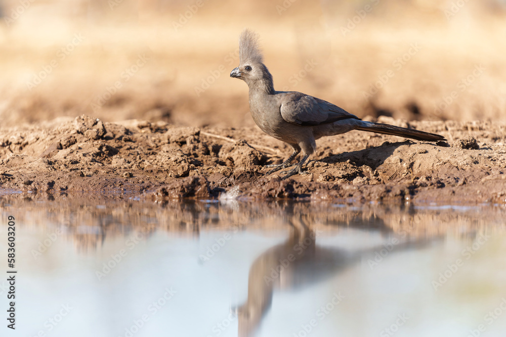 Grey Go-away-bird or Grey Lourie (Corythaixoides concolor) coming to a waterhole for a drink in Mashatu Game Reserve in The Tuli Block in Botswana Grey Go-away-bird or Grey Lourie (Corythaixoides concolor) coming to a waterhole for a drink in Mashatu Game Reserve in The Tuli Block in Botswana