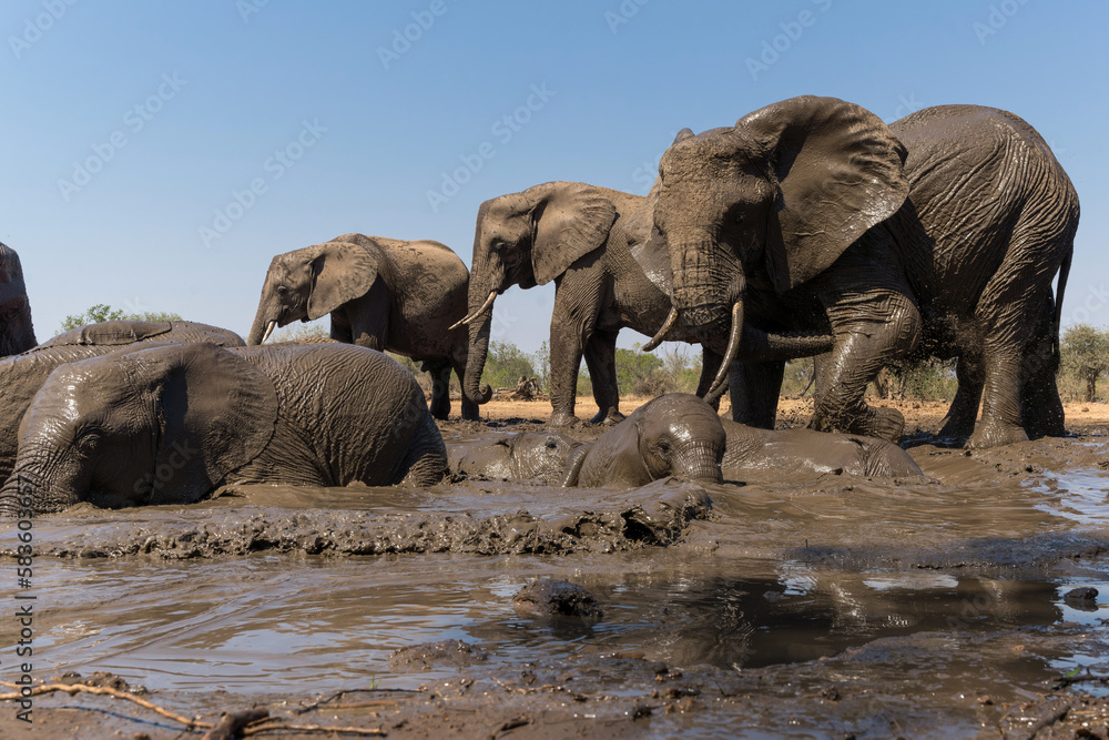 Fototapeta premium Elephants drinking and taking a bath in a waterhole in Mashatu Game Reserve in the Tuli Block in Botswana.