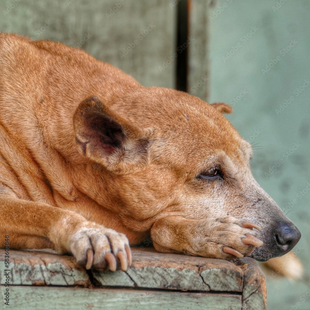 Portrait of Indian street dog in Ahmedabad Portrait of Indian street dog in Ahmedabad