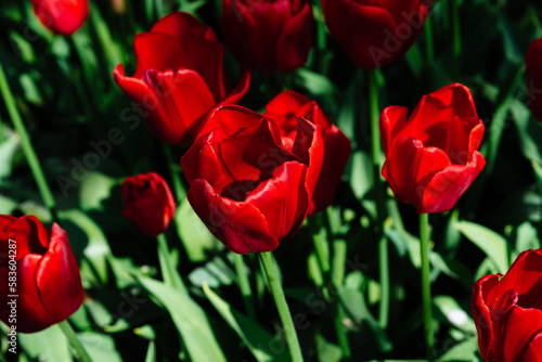 Field with assorted colors tulips. Colorful spring fresh dutch tulips. Nature background  red tulips