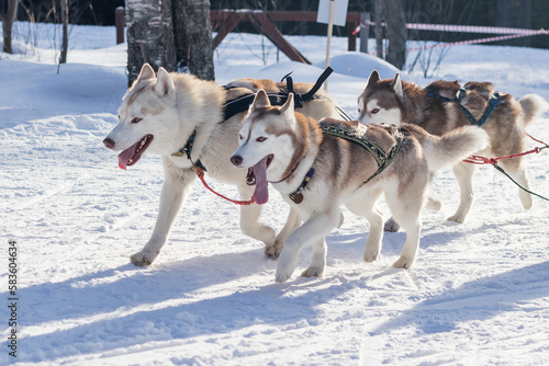 Sled dogs in high-speed winter races.