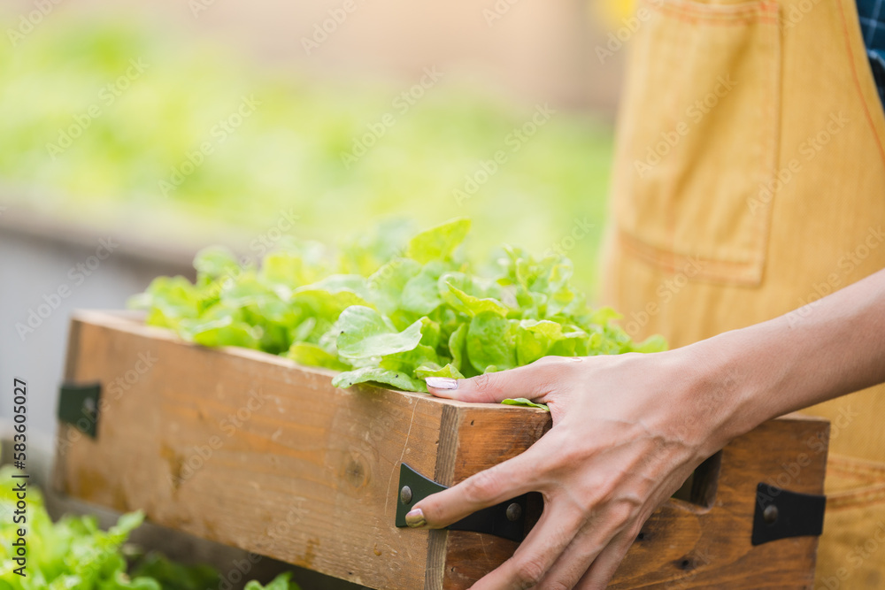 Young asian woman farmer holding basket full of fresh green vegetables salad in hydroponic farm, Organic vegetable ready to serve for salad, Green plant in greenhouse for food business for good health