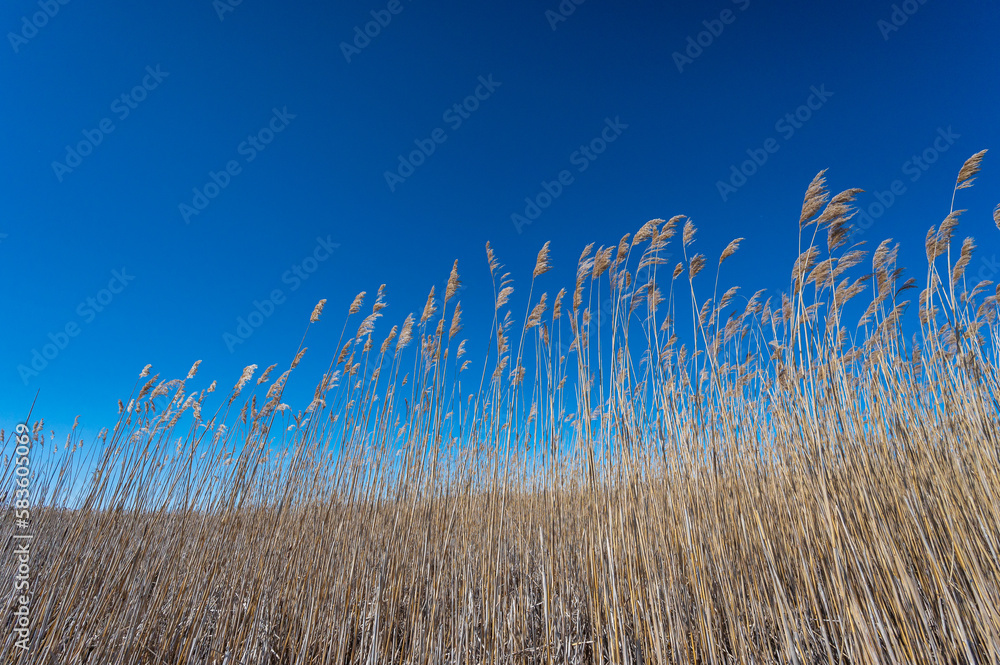 Obraz premium Marsh Grass