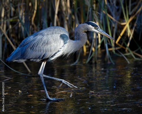 Great blue heron bird in a wetland.
