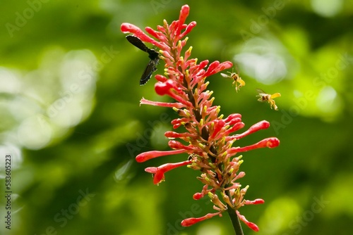 Vibrant red flower with buzzing bees on it