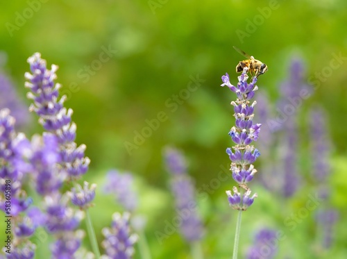 Bee is perched on the top of a lavender plant